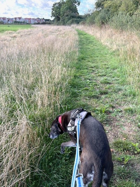 Molly mixed breed rescue dog walking in a field with houses in the distance.